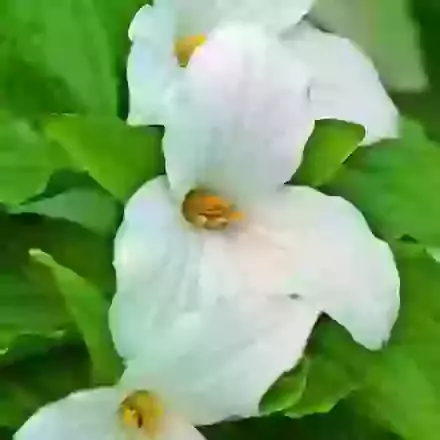 Trillium (Wood Lily)